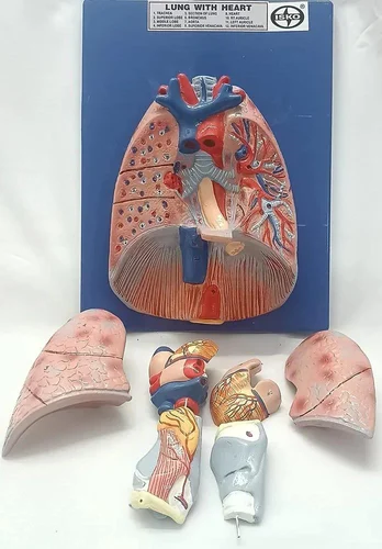 Human Anatomy Model