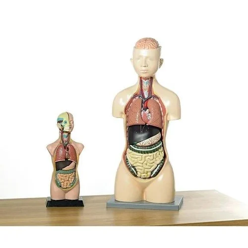 Human Anatomy Model