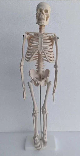 Human Body Skeleton
